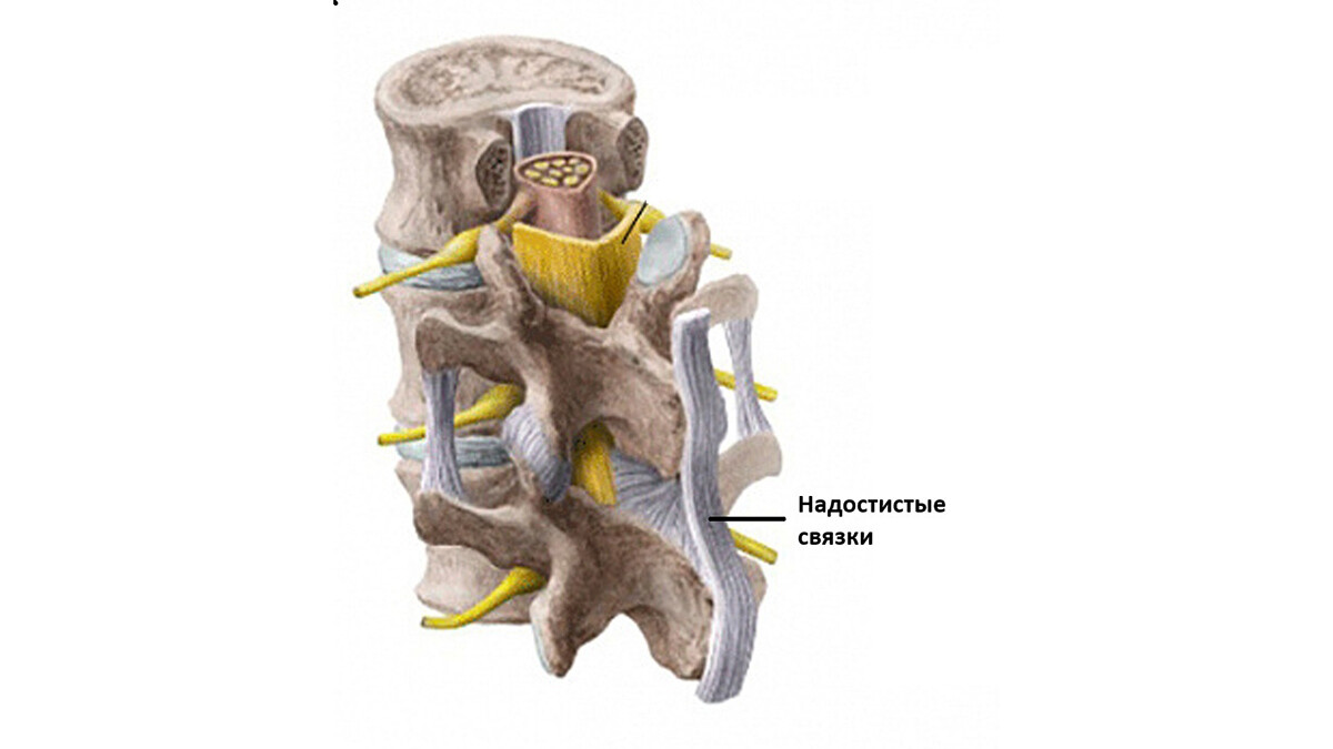 Надостистые связки (ligamentum supraspinalae) Надостистые связки (ligamentum supraspinalae)