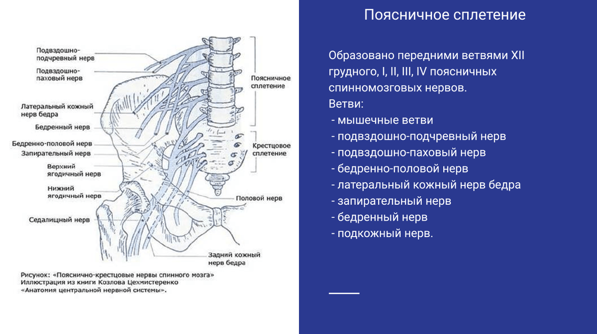 Поясничное сплетение Поясничное сплетение