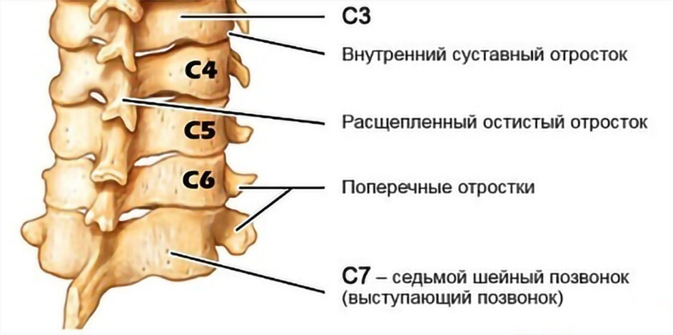 Анатомия нижнего шейного отдела позвоночника Анатомия нижнего шейного отдела позвоночника