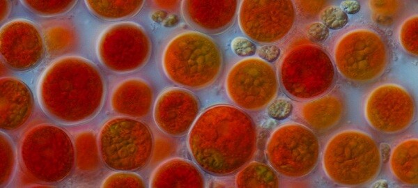 Микроводоросль Haematococcus Микроводоросль Haematococcus