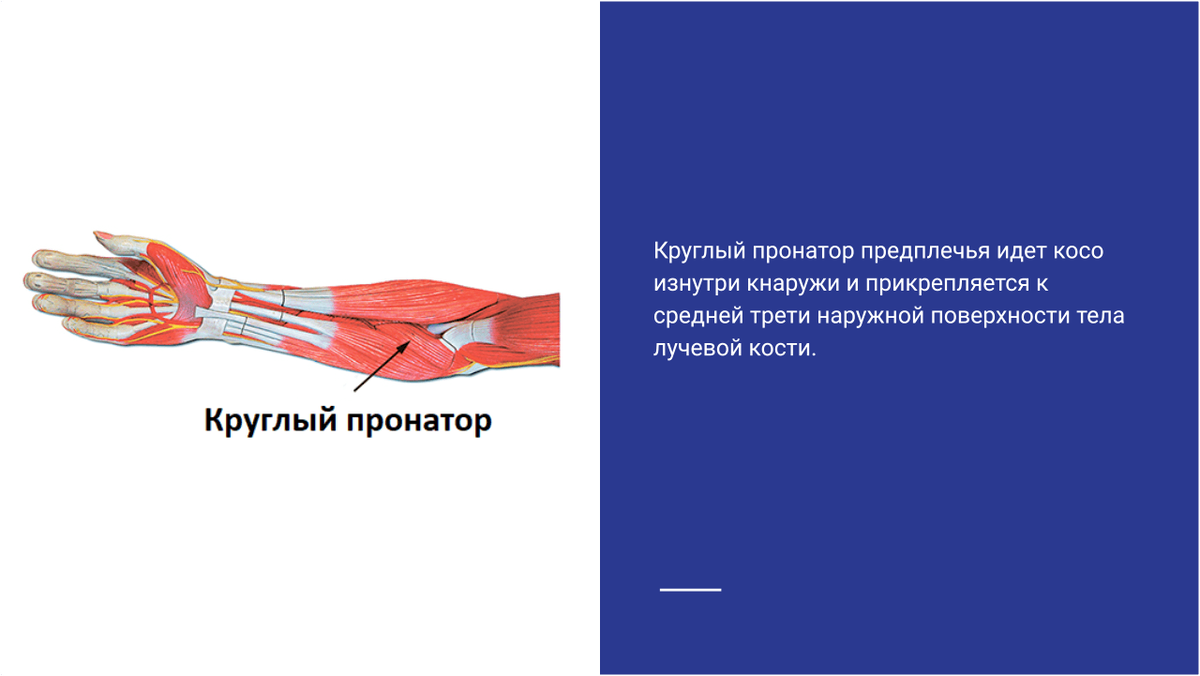 Круглый пронатор предплечья Круглый пронатор предплечья
