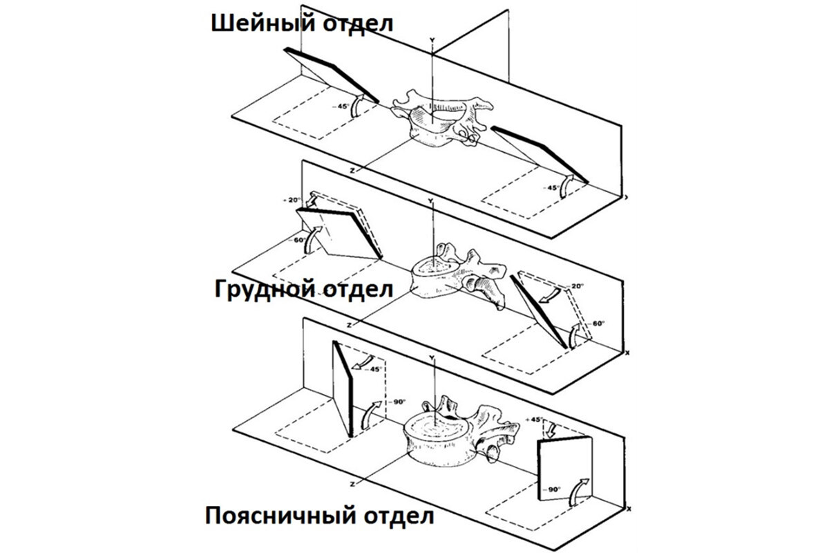 Работа фасеточных суставов Работа фасеточных суставов