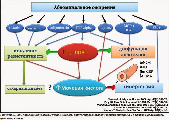 Мочевая кислота повышена при абдоминальном ожирении Мочевая кислота повышена при абдоминальном ожирении