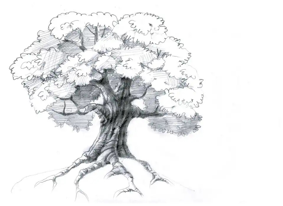 Раскраска Деревья | Дерево с корнями
