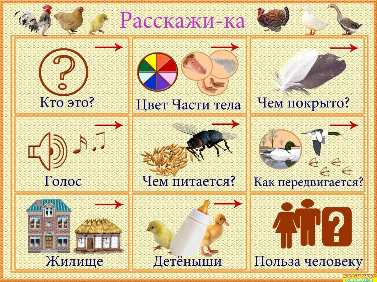 Схема описание животного для детского сада
