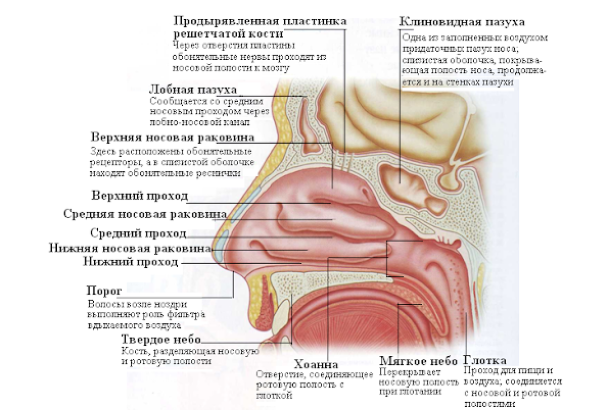 Носовой проход отделен от ротовой полости твердым. Полость носа анатомия строение. Полость носа анатомия строение схема. Носовые ходы анатомия строение. Строение полости носа схема.