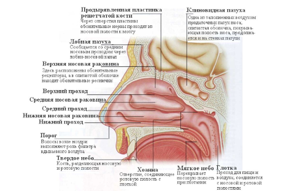 Строение носа человека анатомия рисунок с подписями