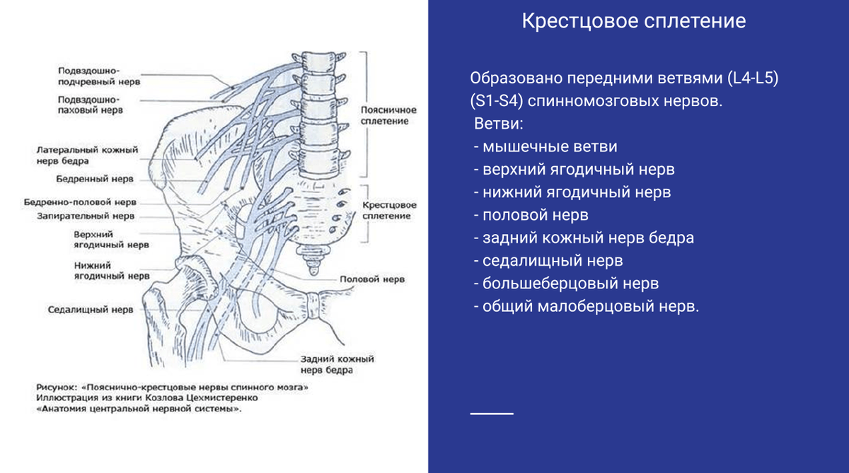 Поясничное сплетение схема