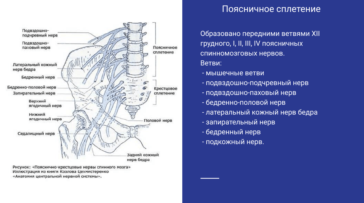 Поясничное сплетение