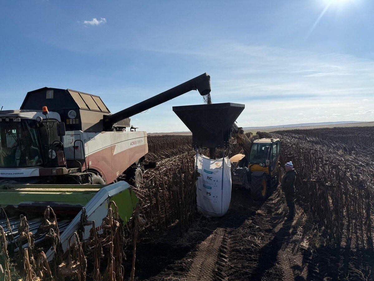 <p>
		Уборка гибрида Ратник, КФХ «Берёзка», 2025 год 	</p>