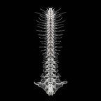 Базовые настройки человека