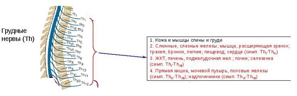 Грудной отдел позвоночника птицы