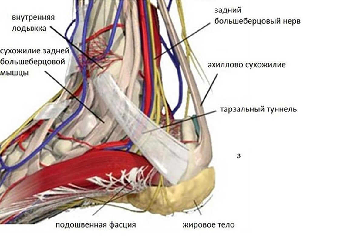 Сухожилие большой приводящей мышцы