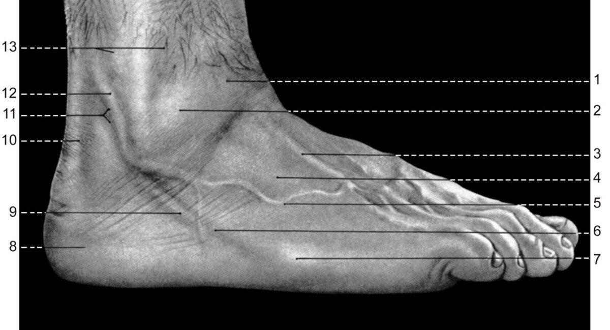 Визуальная анатомия стопы и лодыжки, латеральная сторона