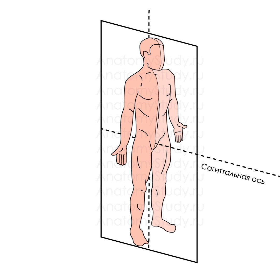 Вертикальная ось человека рисунок. Сагиттальная плоскость. Фронтальная и сагиттальная плоскость. Вертикальная ось. Движения в сагиттальной плоскости.