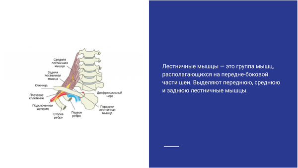 Симптом лестничной мышцы