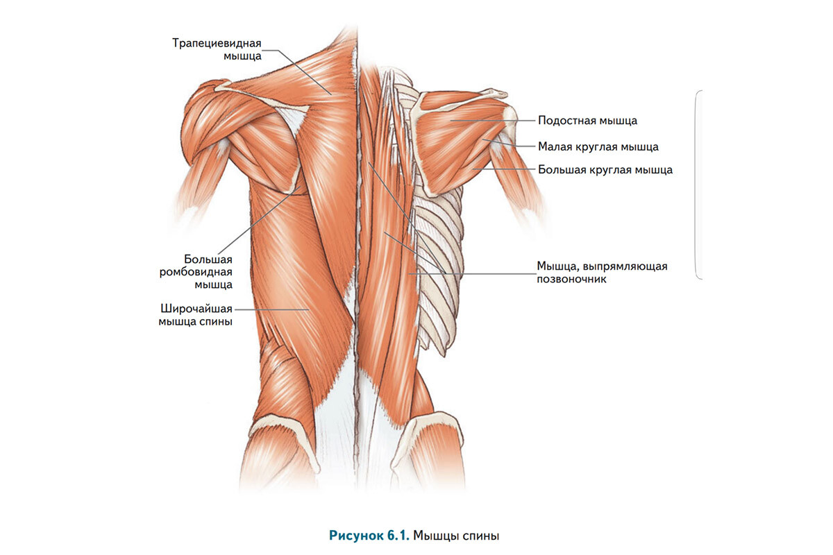 Ключевые мышцы спины для поддержания правильной осанки