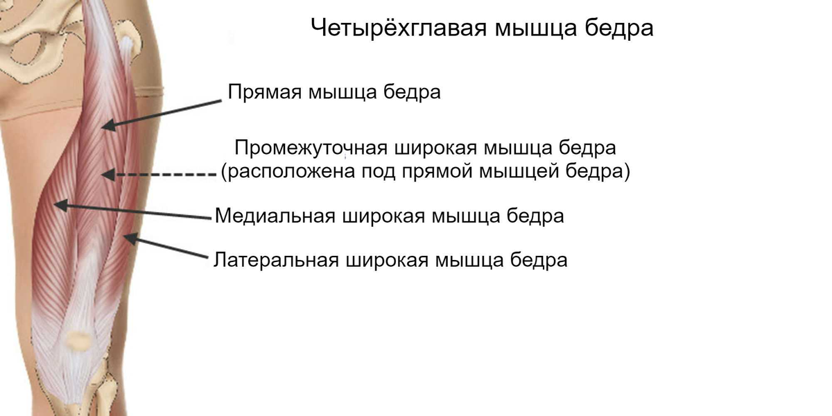 Роль четырехглавой мышцы бедра в стабилизации коленного сустава