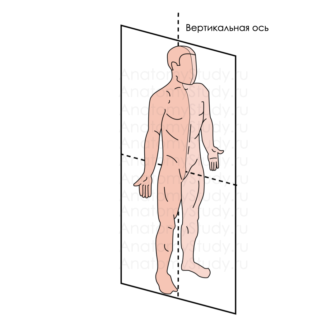 Вертикальная ось упражнения. Вертикальная ось. Вертикальная ось человека. Вертикальная и сагиттальная ось. Фронтальная сагиттальная и вертикальная оси.