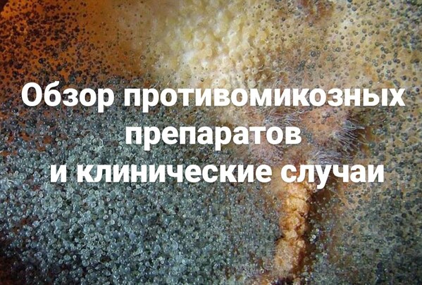 schooldetoxkafa.ru