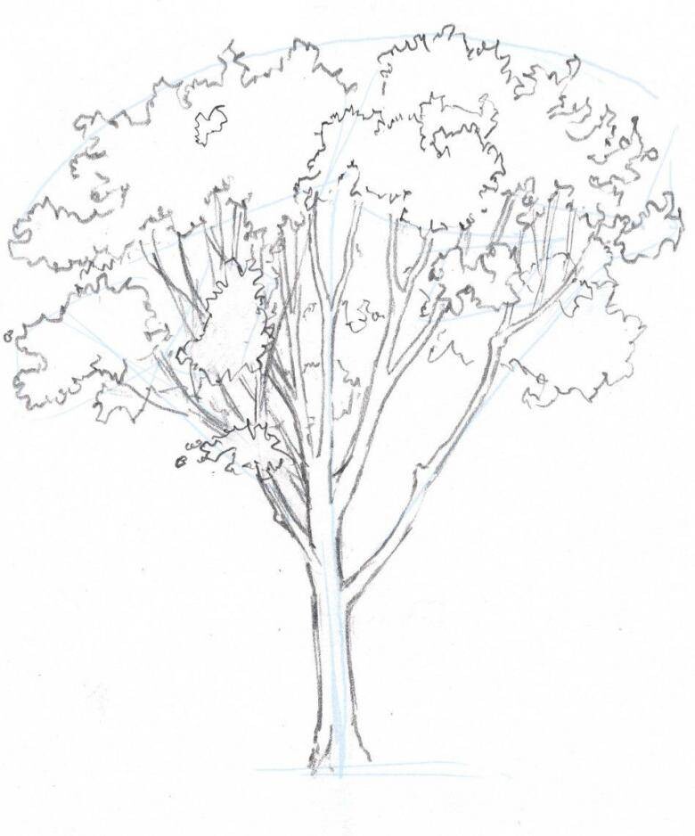 Как нарисовать деревья карандашом