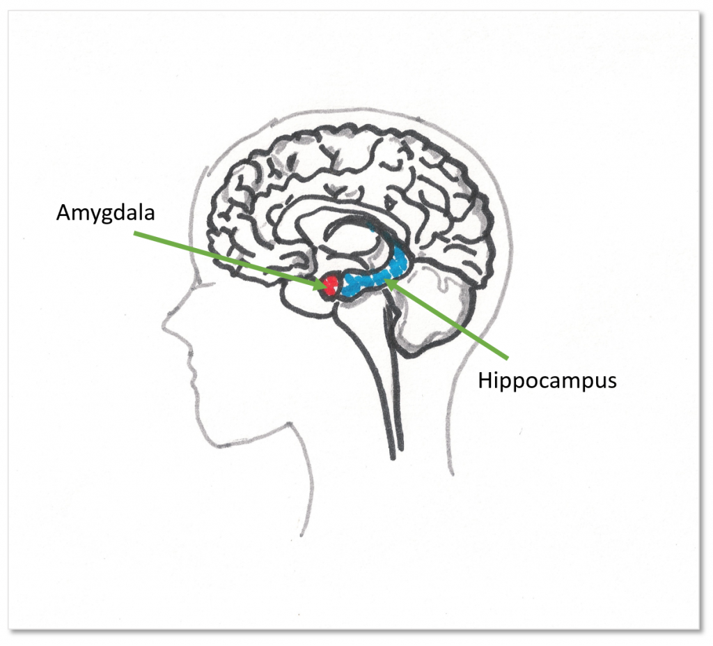 Повреждение гиппокампа. Гиппокамп и миндалевидное тело. Амигдала в мозге. Гипоталамус миндалина Амигдала.