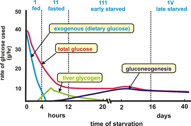 Различные источники глюкозы