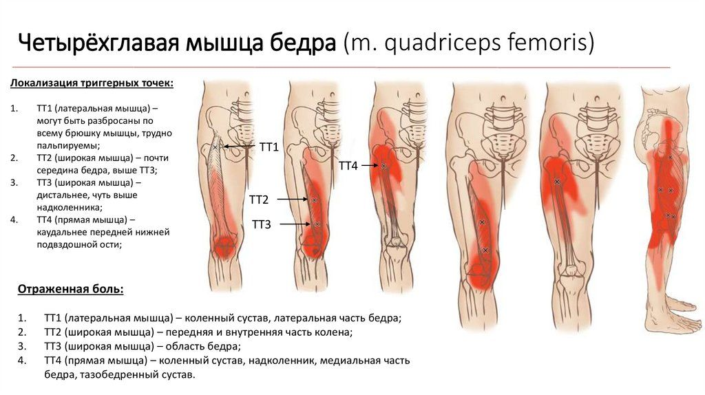 Иннервация коленного сустава схема