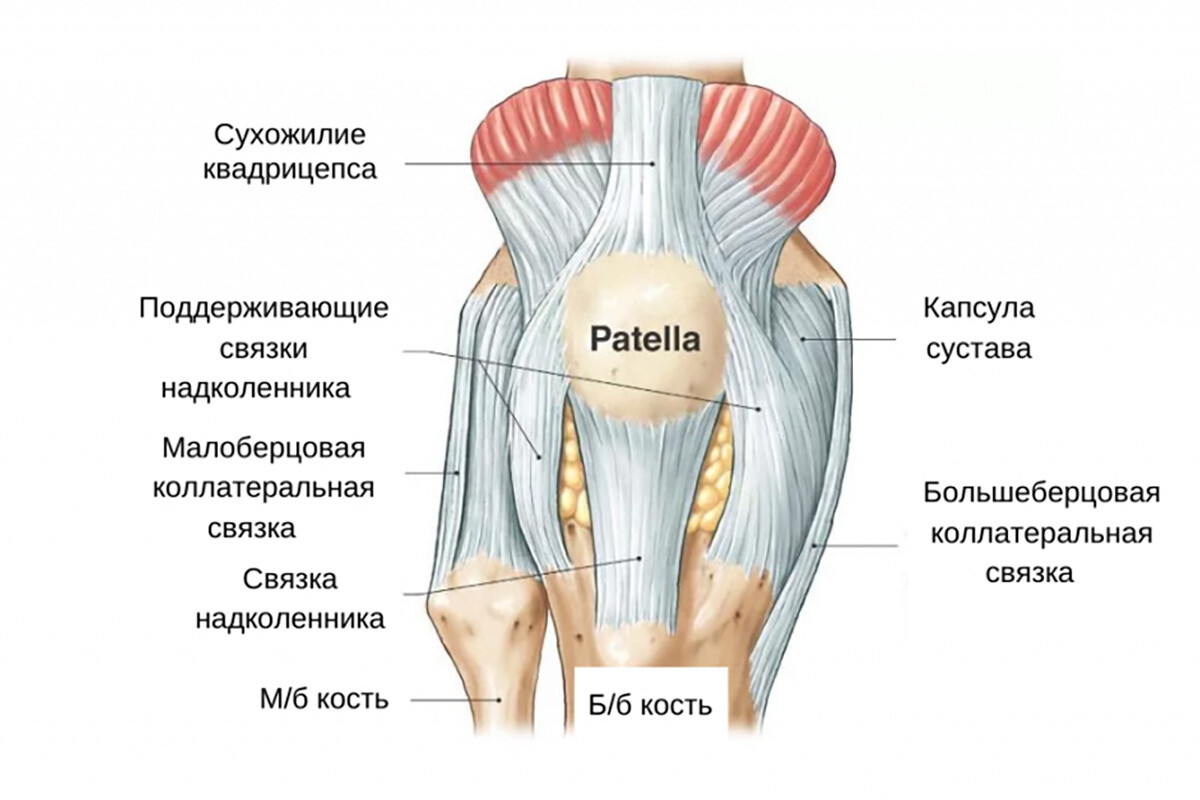 Коленные мышцы. Коленный сустав анатомия связки надколенника. Строение мышц коленного сустава. Поддерживающие связки надколенника анатомия. Связки надколенника анатомия.