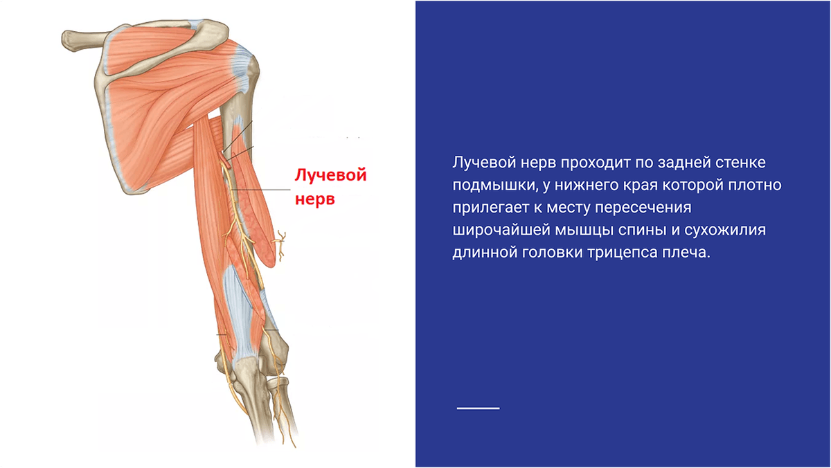 Невропатия лучевого нерва мкб. Лучевой нерв в средней трети плеча. Топография лучевого нерва. Лучевой нерв на плече. Канал лучевого нерва анатомия.