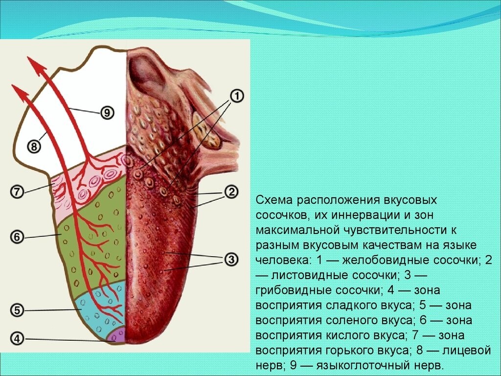 Схема вкусовых рецепторов языка