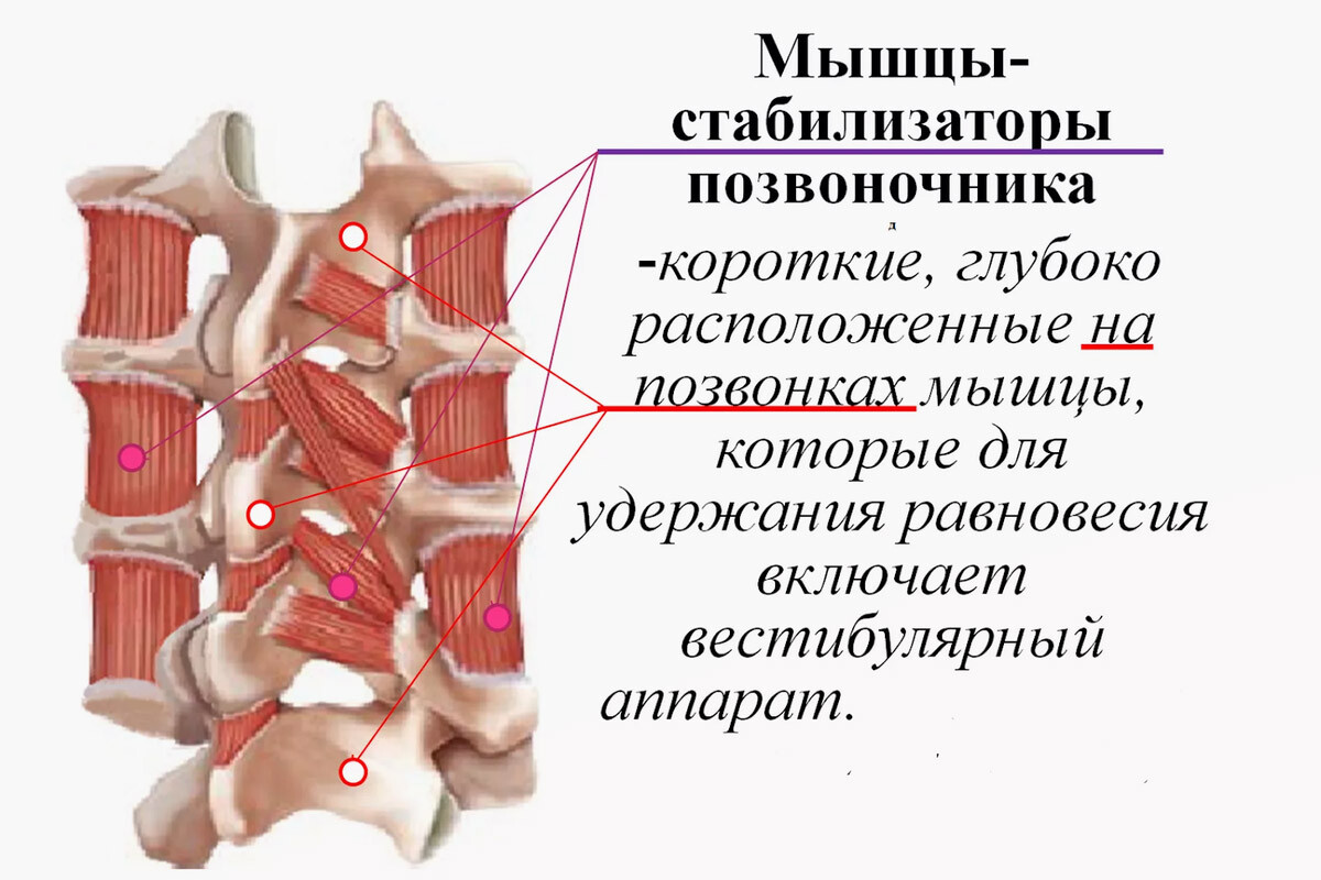 Анатомия мышц стабилизаторов позвоночника