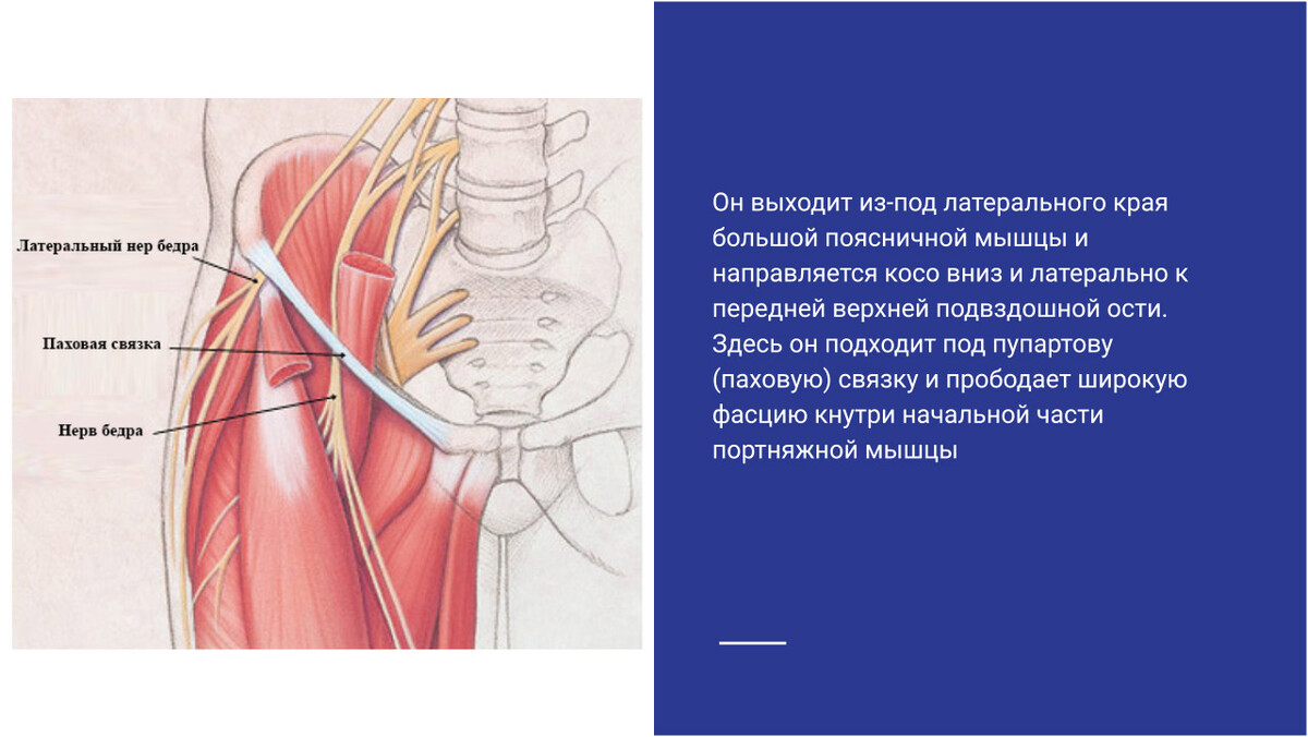 Невропатия бедренного нерва симптомы. Латеральный кожный нерв. Наружный кожный нерв бедра. Невропатия наружного нерва бедра.