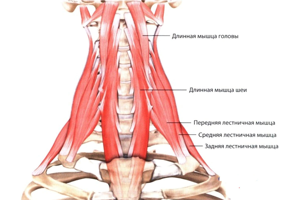 Длиннейшая мышца шеи