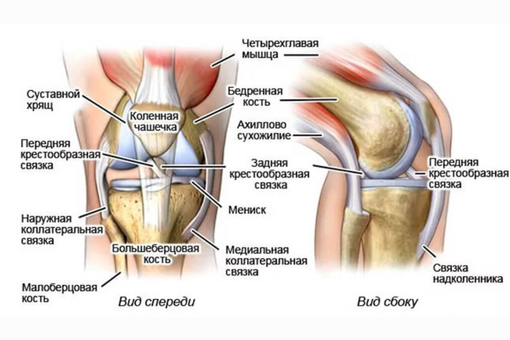 Коленный сустав анатомия связки надколенника