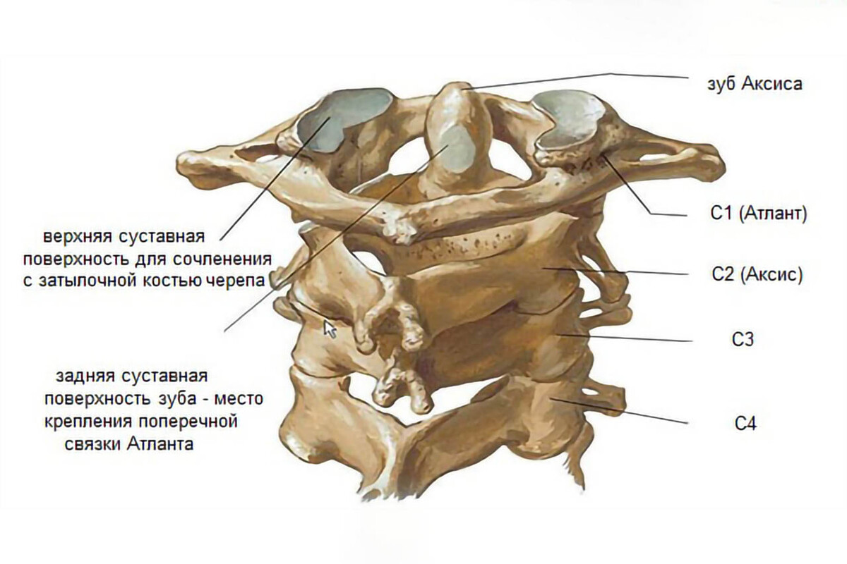 Анатомия верхнего шейного отдела позвоночника