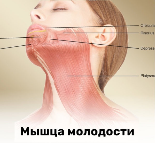 Платизма – мышца молодости. Упражнения на платизму
