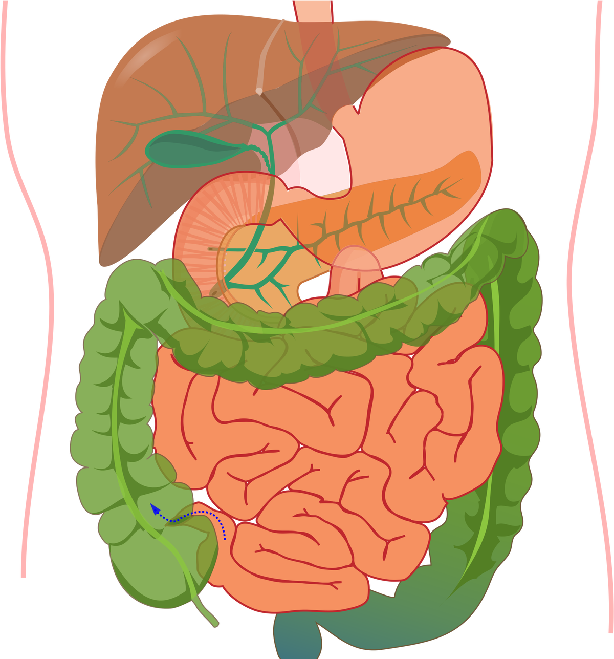 Кишечник рисунок. Желудочно кишечный тракт это пищеварительная система. Кишечник желудочно кишечный тракт. Кишечно пищеварительный тракт рисунок. ЖКТ системы пищеварения органы.
