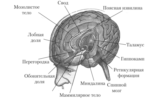 Свод головного мозга