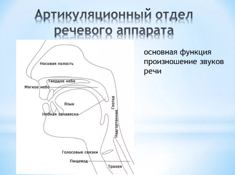 Функция зубов и строение зубов.