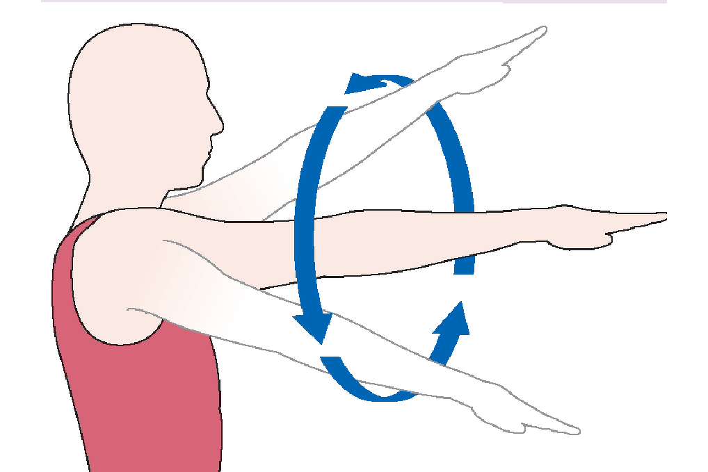 Кpуговое движение плеча (циpкумдукция)