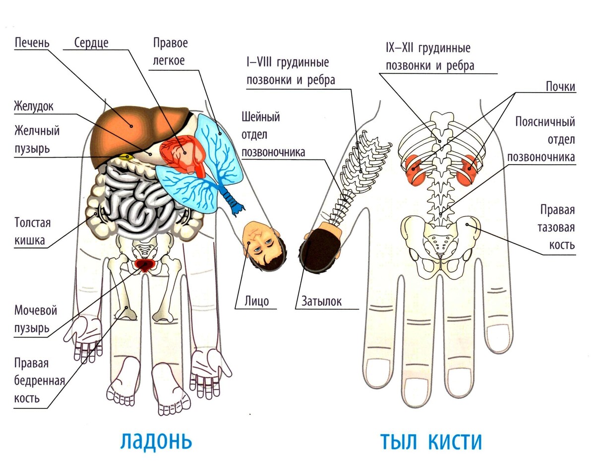 Схема су джок на ладони