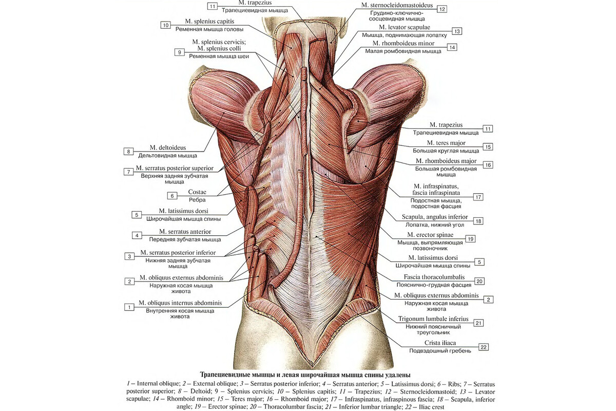 Поверхностные мышцы спины