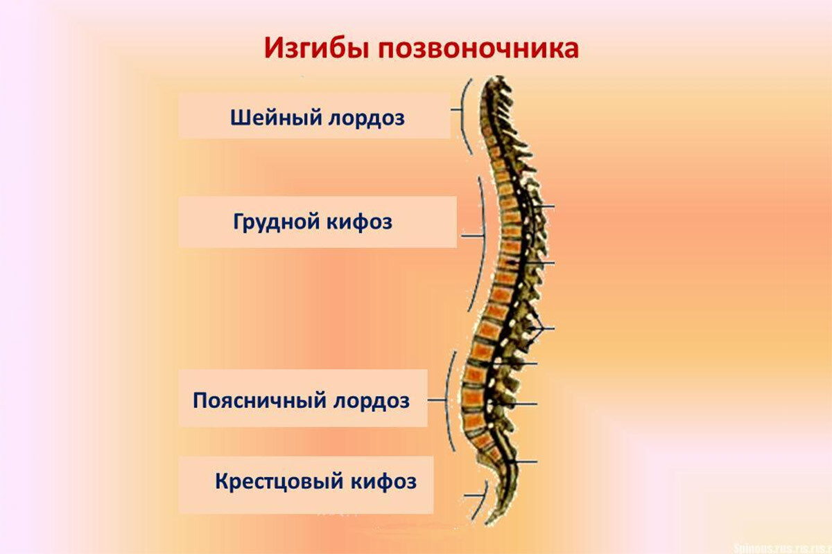 Строение позвоночника лордоз кифоз