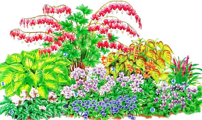 Клумба непрерывного цветения: создаем миксбордер из многолетников, подбор растений, схема посадки