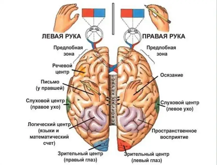 Глядя на картинку выберите те функции за которые отвечает левое полушарие