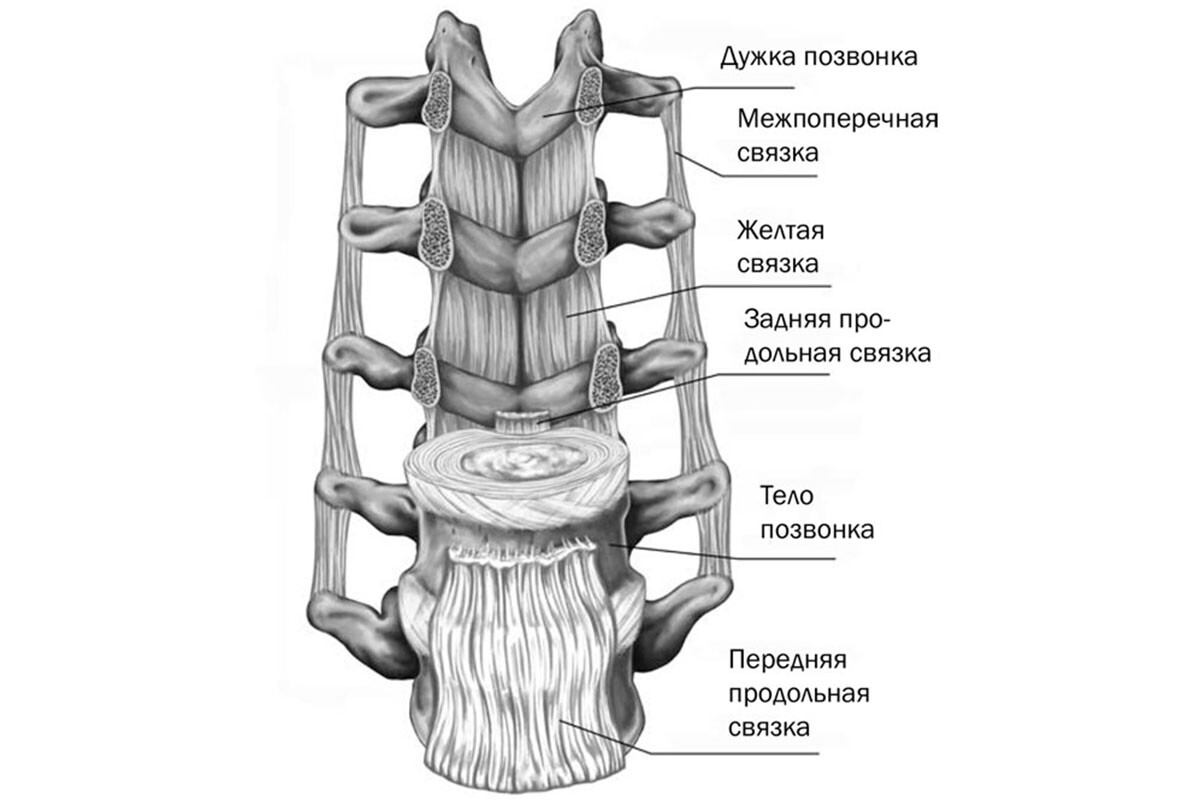 Типы соединения поясничного отдела. Связки позвоночного столба вид спереди. Связочный аппарат позвоночника анатомия. Анатомия связок поясничного отдела позвоночника. Строение позвоночника человека анатомия мышцы.