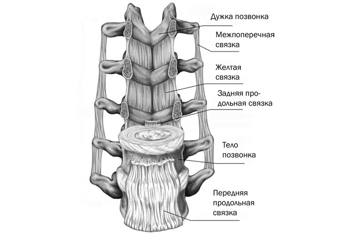 Позвоночник связки суставы. Связки позвоночного столба вид спереди. Связочный аппарат позвоночника анатомия. Мышцы поясничного отдела позвоночника анатомия. Анатомия связок поясничного отдела позвоночника.