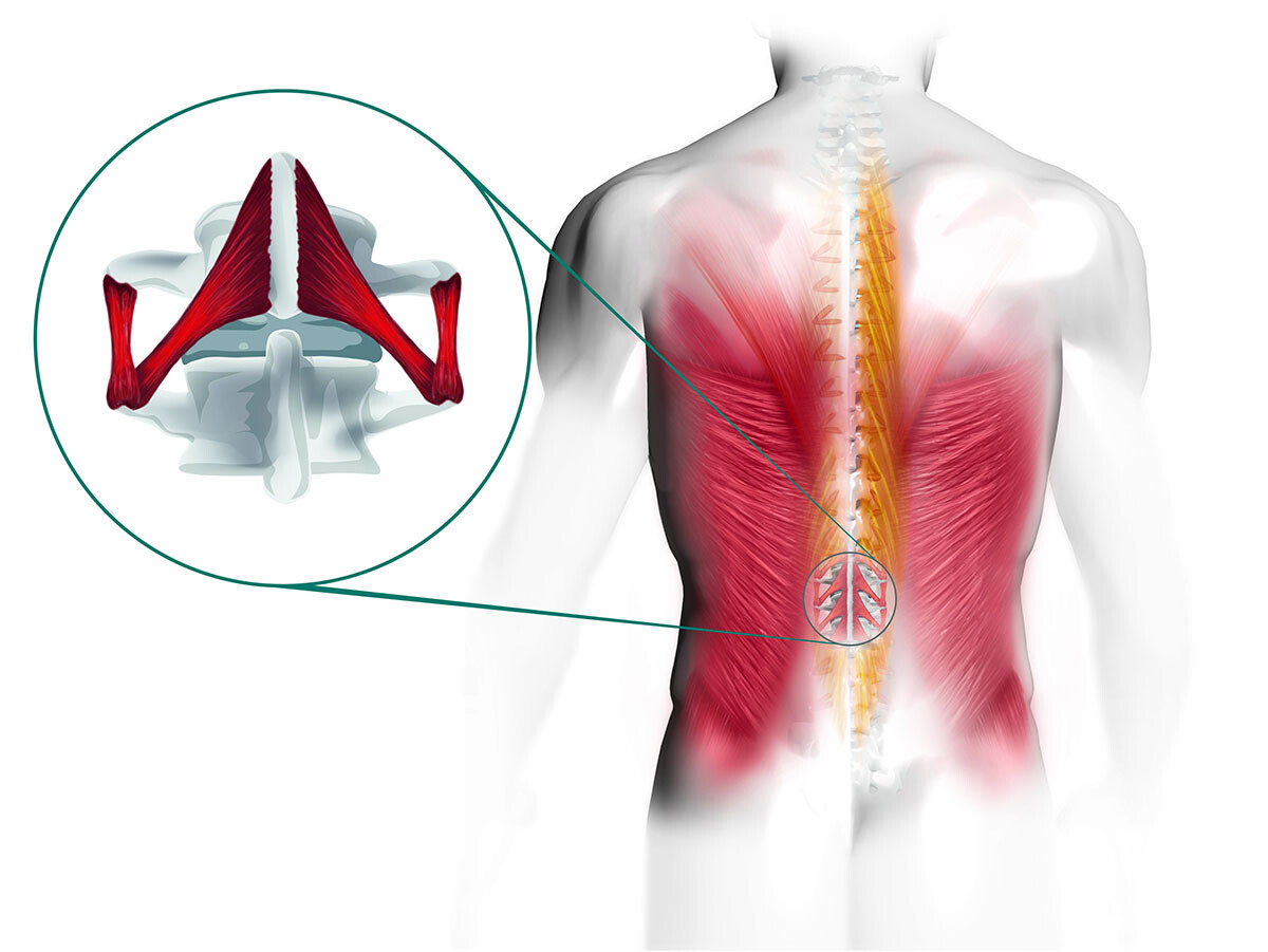 Глубокие мышцы спины - стабилизируют позвоночно-двигательные сегменты