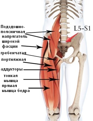 Приводящие мышцы бедра триггерные точки